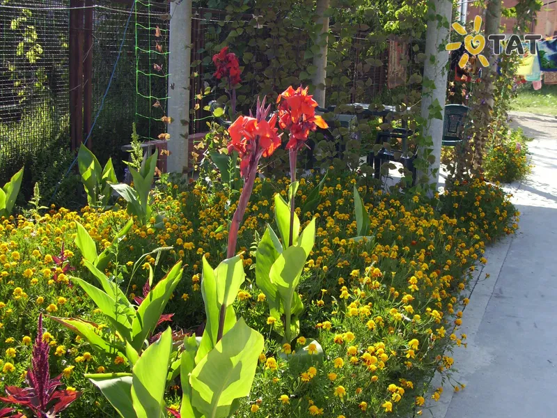 У Валентина