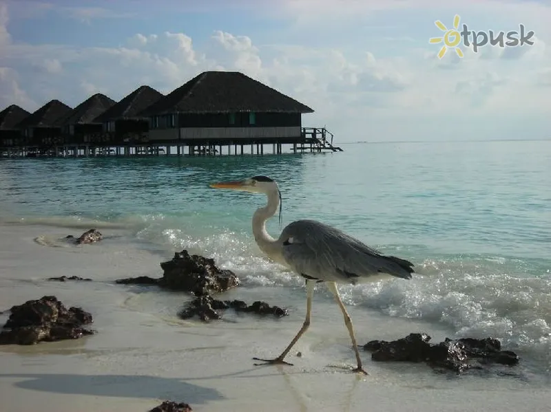 Фото отеля Vadoo Island Resort 3* Dienvidu Males atols Maldīvija pludmale