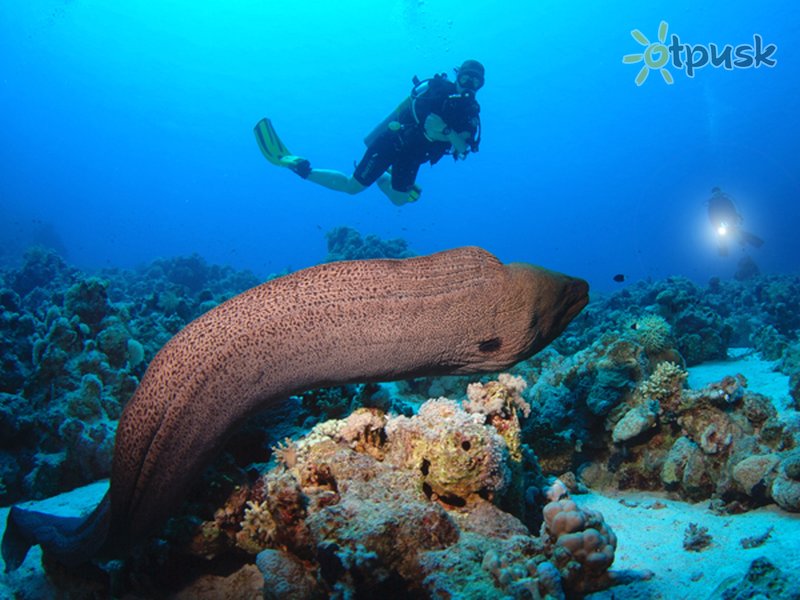 Фото отеля Camel Dive Club & Hotel 4* Шарм эль Шейх Египет прочее