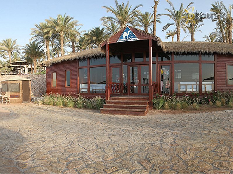 Фото отеля Camel Dive Club & Hotel 4* Шарм эль Шейх Египет экстерьер и бассейны