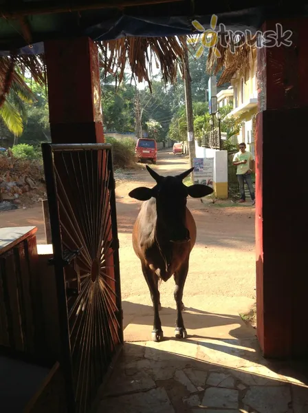 Фото отеля Big Daddys Inn 2* Šiaurės Goa Indija kita