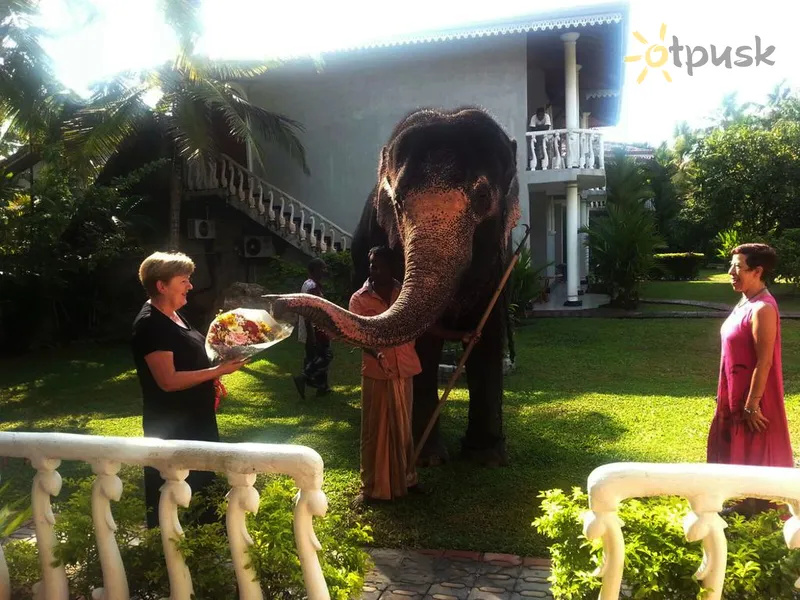 Фото отеля Bougain Villa 3* Бентота Шри-Ланка экстерьер и бассейны
