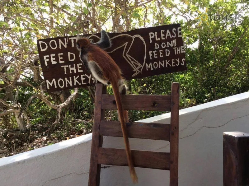 Фото отеля Red Monkey Beach Lodge 2* Джамбиани Танзания прочее
