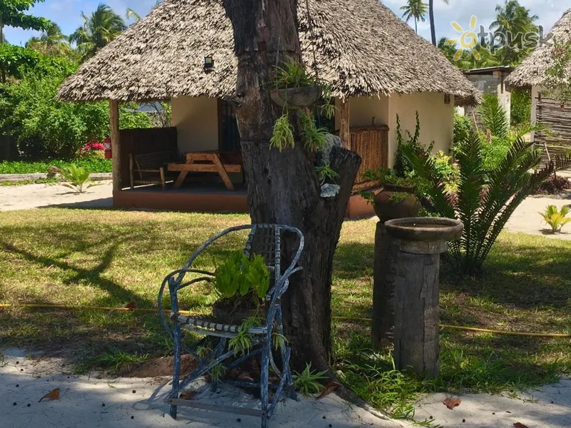 Фото отеля Driftwood Beach Lodge 3* Jambiani Tanzānija ārpuse un baseini