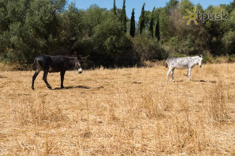Фото отеля Can Feliu Agroturismo 4* о. Майорка Испания экстерьер и бассейны