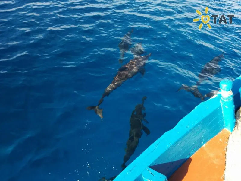 Фото отеля Vaali Maldives Island Escapes & Dive 3* Вааву Атолл Мальдивы