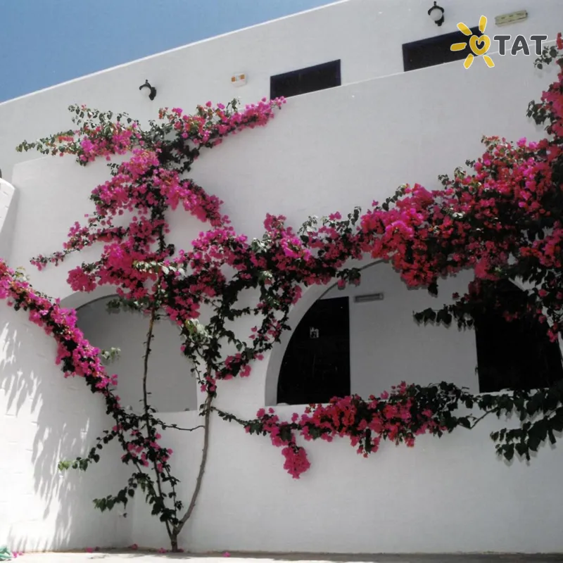 Фото отеля San Antonio Summer House Paros 3* о. Парос Греция экстерьер и бассейны