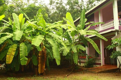 Тур в Orchid Guest House 2☆ Индия, Северный Гоа